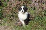 BERGER AUSTRALIEN PUPPIES 004